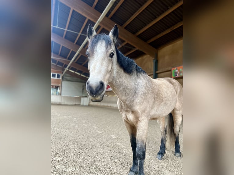 Connemara Castrone 7 Anni 148 cm Falbo in B&#xE4;tterkinden