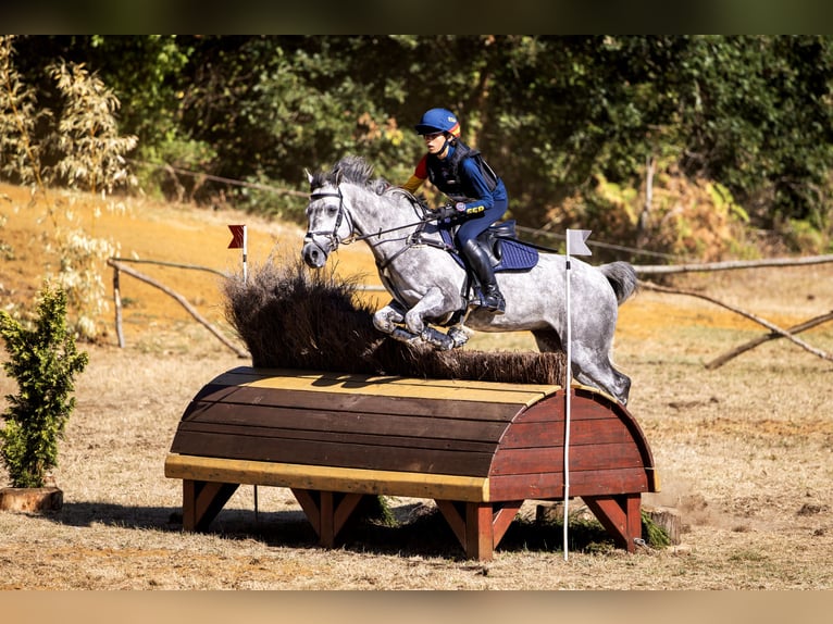 Connemara Castrone 7 Anni 148 cm Grigio pezzato in Leganes