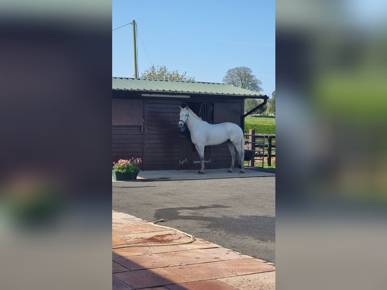 Connemara Castrone 7 Anni 155 cm Grigio in Leicestershire