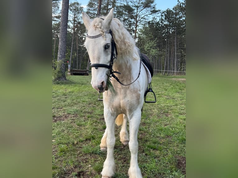 Connemara Castrone 7 Anni 160 cm Grigio trotinato in Gräfendorf