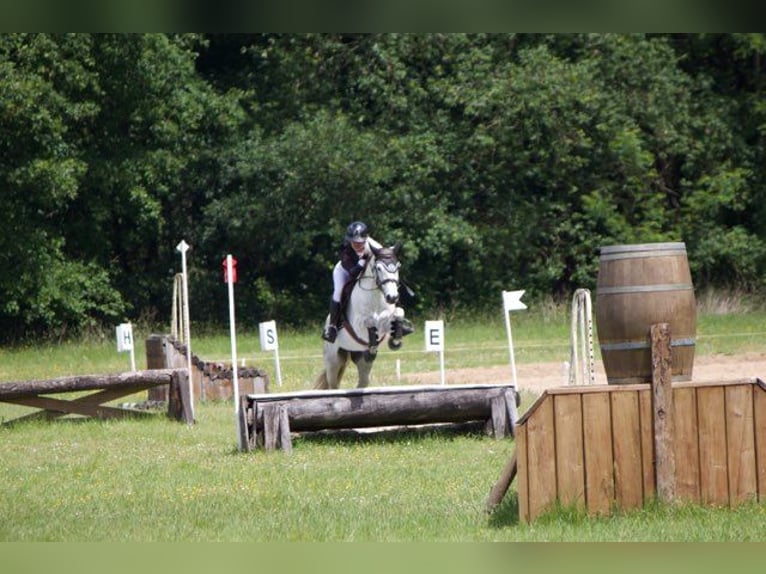 Connemara Castrone 8 Anni 140 cm Grigio in Créon D&#39;armagnac