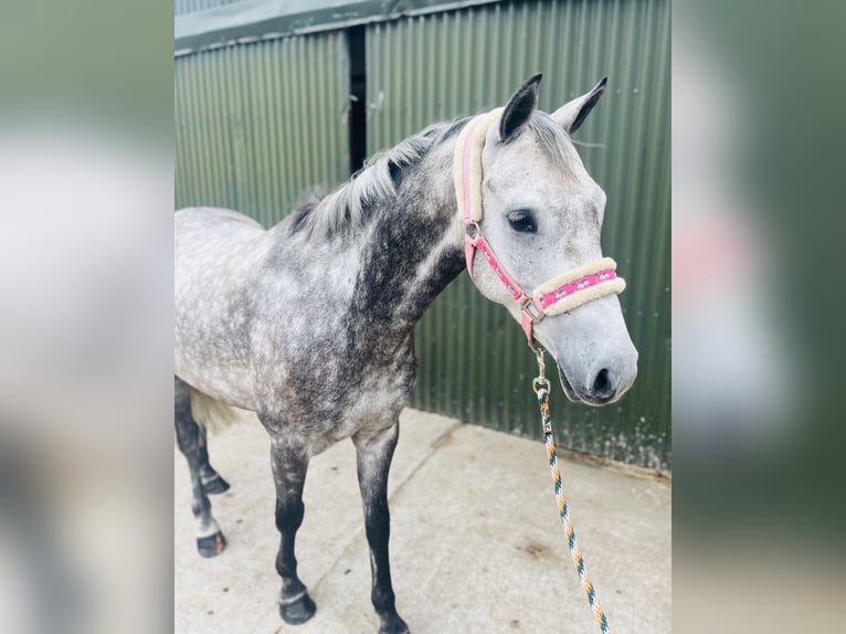 Connemara Castrone 8 Anni 140 cm Grigio pezzato in Sligo