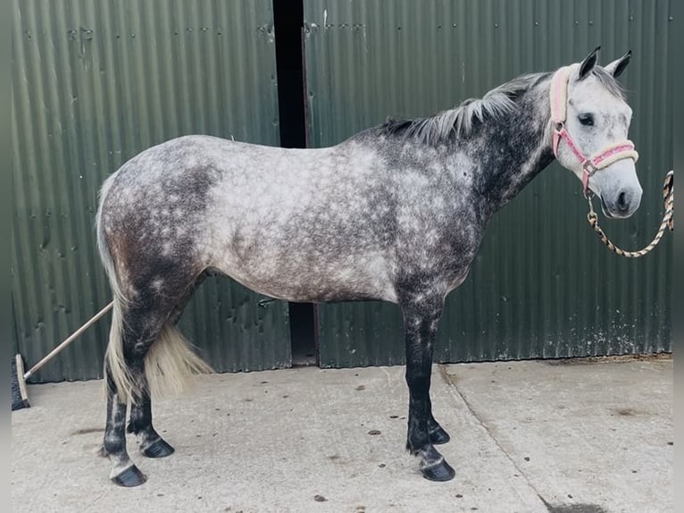 Connemara Castrone 8 Anni 140 cm Grigio pezzato in Sligo