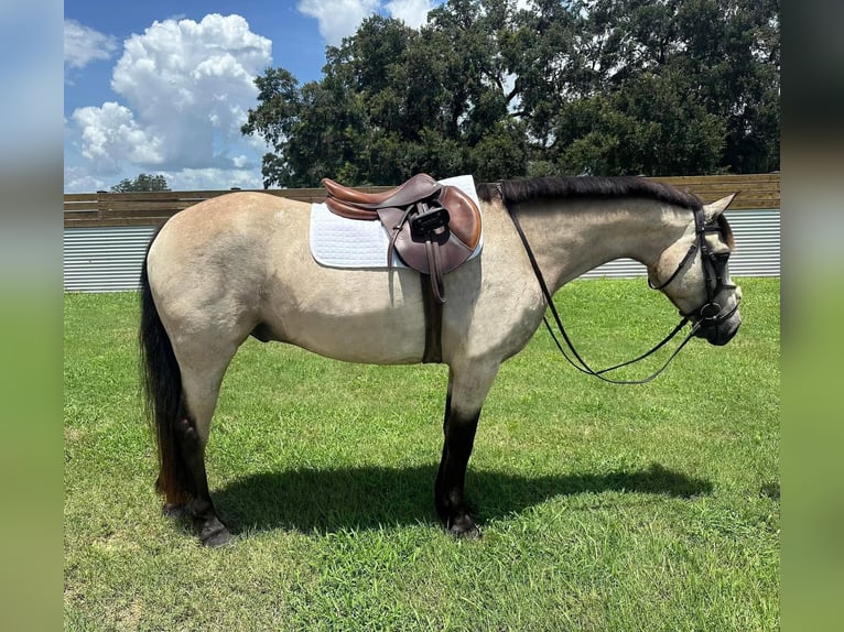 Connemara Castrone 8 Anni 147 cm Falbo in Micanopy