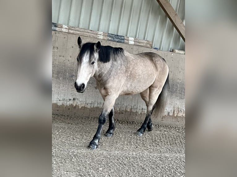 Connemara Castrone 8 Anni 148 cm Falbo in Bätterkinden