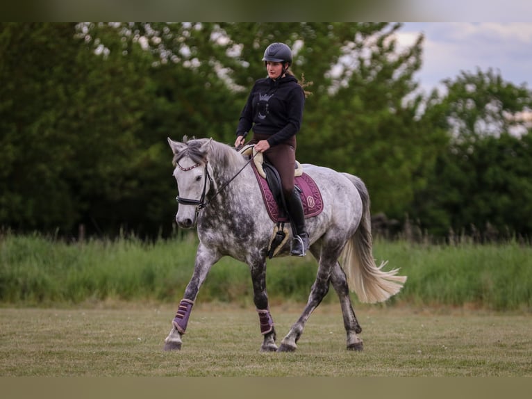 Connemara Castrone 8 Anni 160 cm Grigio pezzato in Berlin