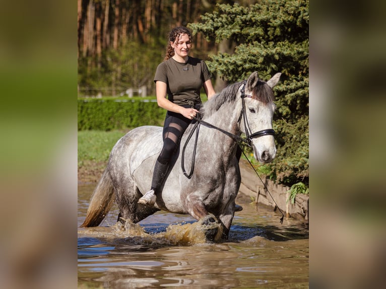 Connemara Castrone 8 Anni 160 cm Grigio pezzato in Berlin