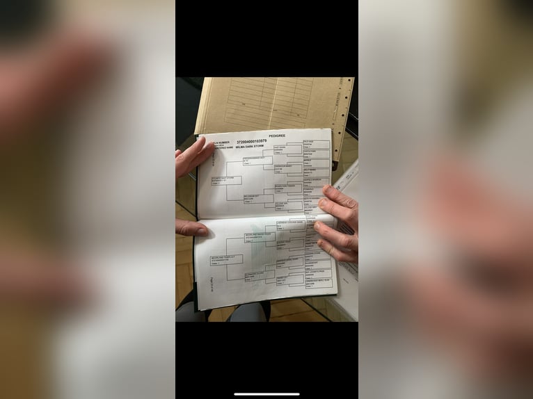 Connemara Castrone 8 Anni 160 cm Grigio pezzato in Berlin