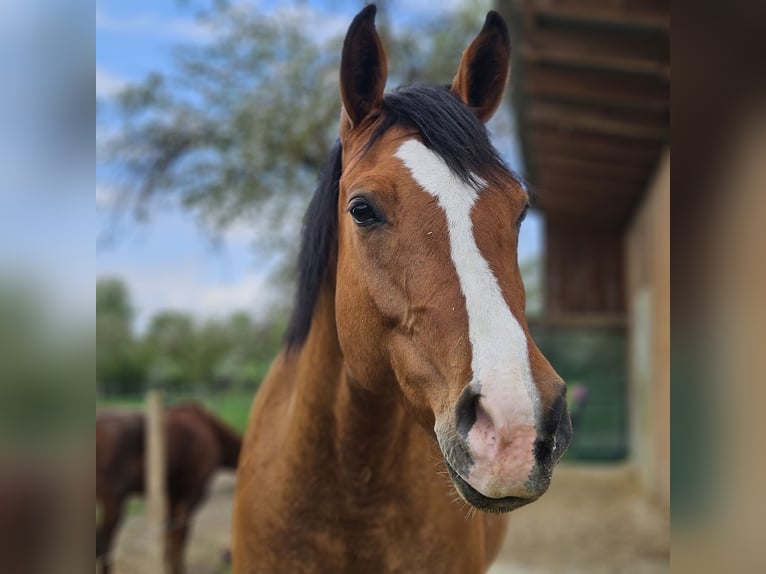 Connemara Mix Castrone 8 Anni 165 cm in Blaufelden