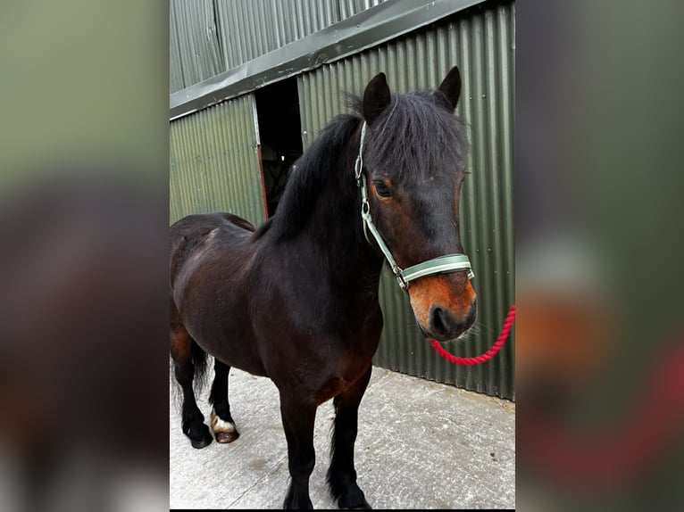 Connemara Castrone 8 Anni Baio ciliegia in Sligo