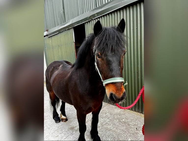 Connemara Castrone 8 Anni Baio ciliegia in Sligo