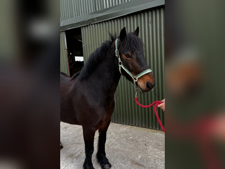 Connemara Castrone 8 Anni Baio ciliegia in Sligo