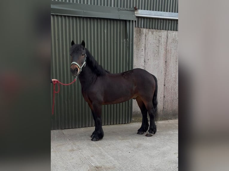 Connemara Castrone 8 Anni Baio ciliegia in Sligo