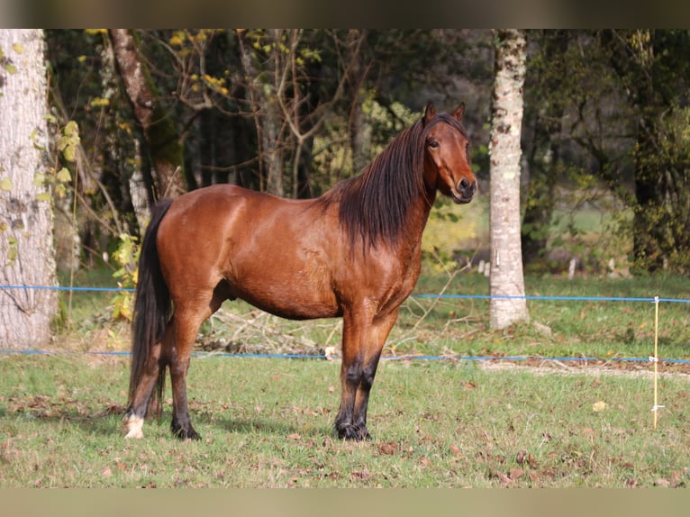 Connemara Castrone 9 Anni 135 cm Baio in st genes champesp