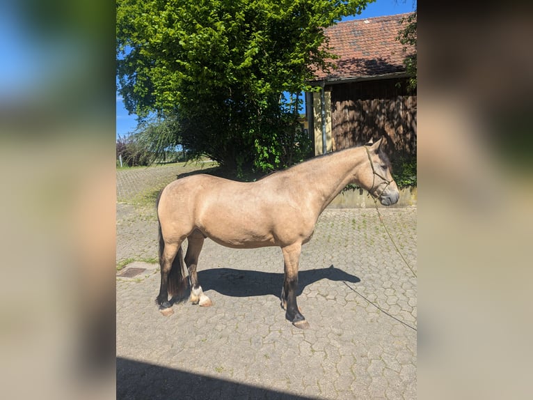 Connemara Castrone 9 Anni 145 cm Falbo in Pyrbaum