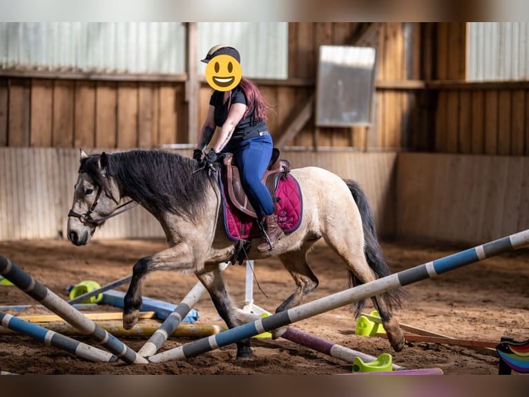 Connemara Castrone 9 Anni 145 cm Falbo in Pyrbaum