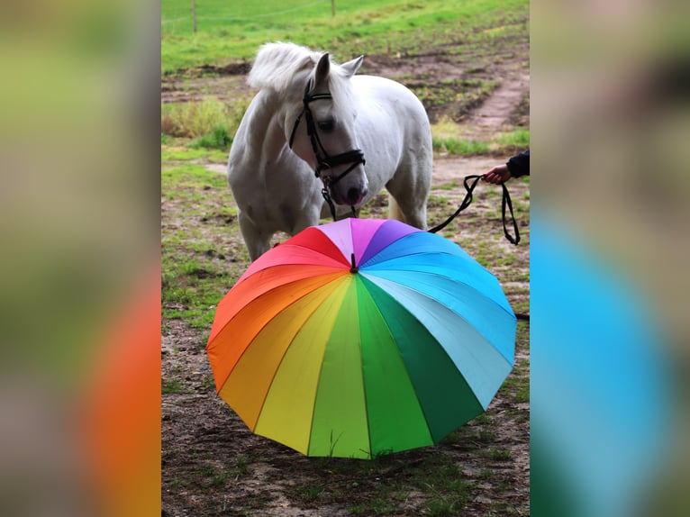 Connemara Mix Castrone 9 Anni 146 cm Grigio in uelsen