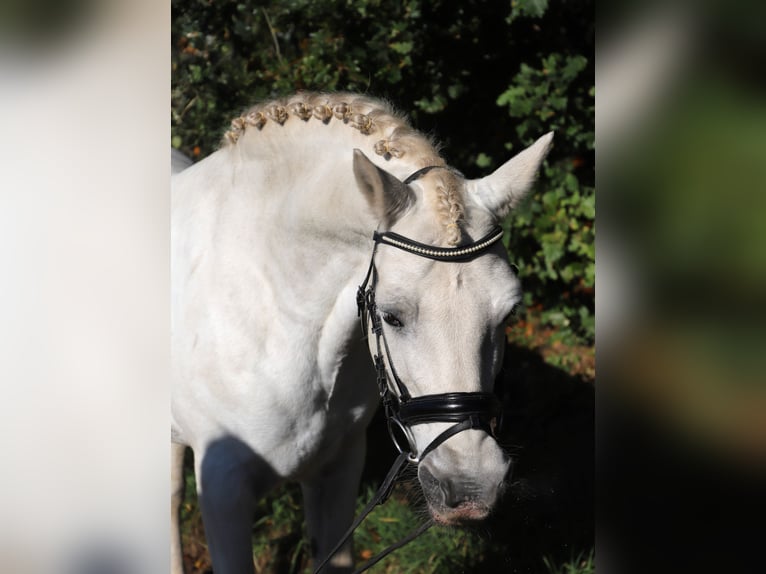 Connemara Mix Castrone 9 Anni 146 cm Grigio in uelsen