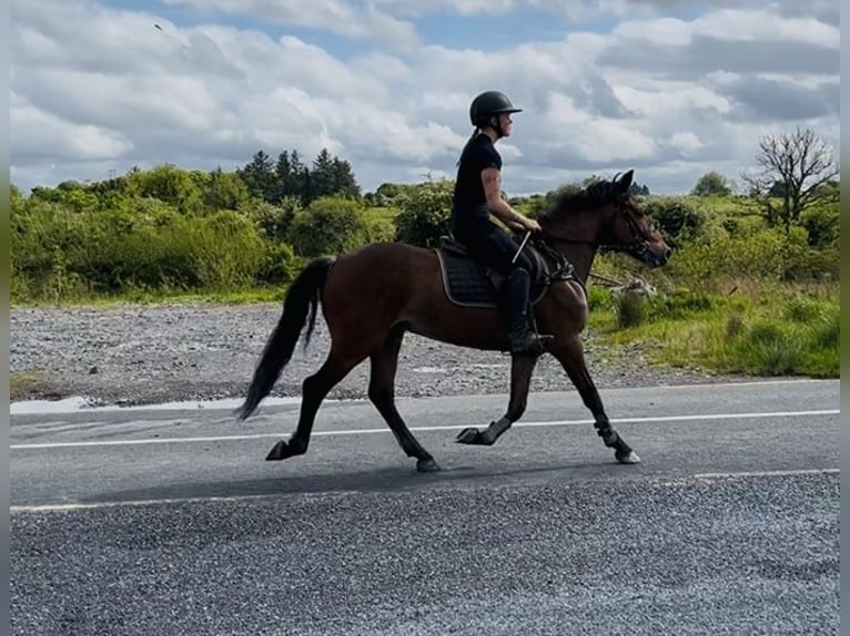 Connemara Castrone 9 Anni 148 cm Baio in Sligo
