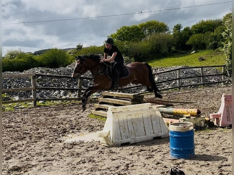 Connemara Castrone 9 Anni 148 cm Baio in Sligo