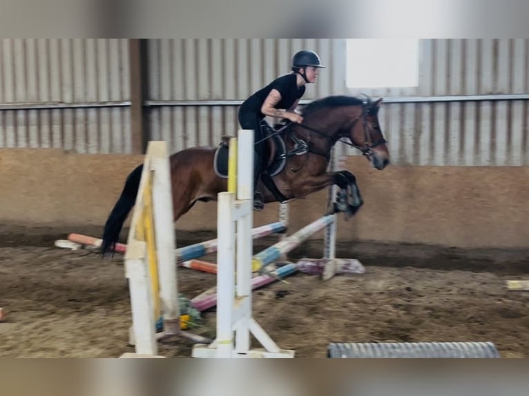 Connemara Castrone 9 Anni 148 cm Baio in Sligo