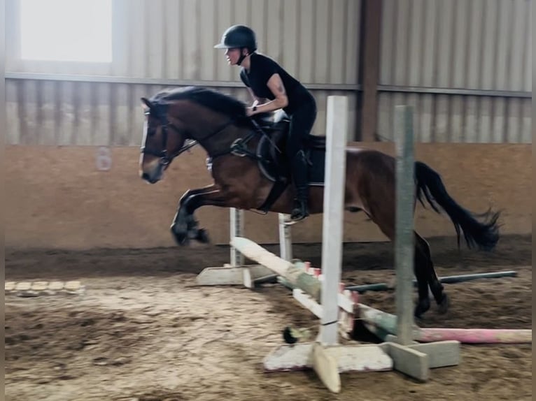 Connemara Castrone 9 Anni 148 cm Baio in Sligo