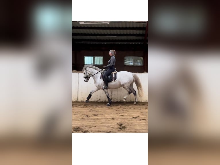 Connemara Castrone 9 Anni 148 cm Grigio pezzato in Stuhr