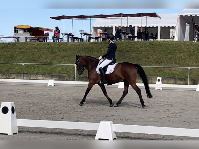 Connemara Castrone 9 Anni 150 cm Baio in Weil der Stadt