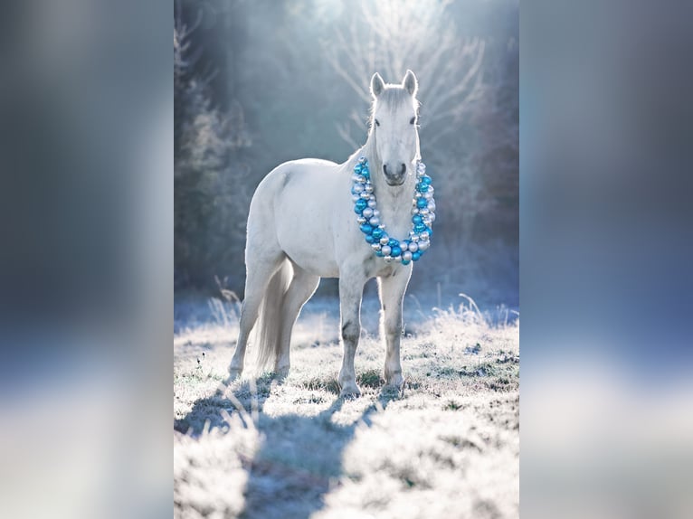 Connemara Castrone 9 Anni 150 cm Grigio in Heinzenbach