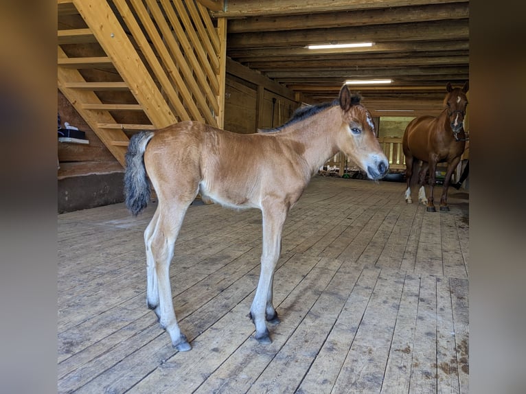 Connemara Étalon 1 Année 145 cm Bai in Zürich