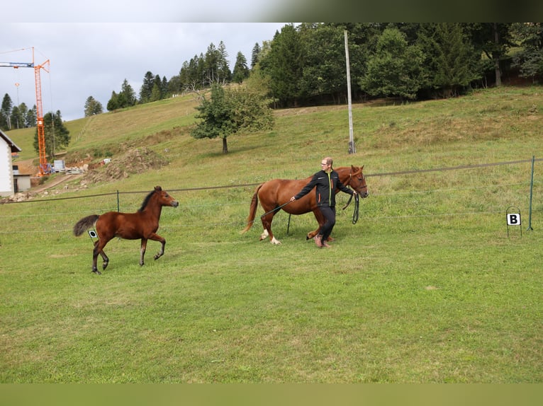 Connemara Étalon 1 Année 145 cm Bai in Dachsberg