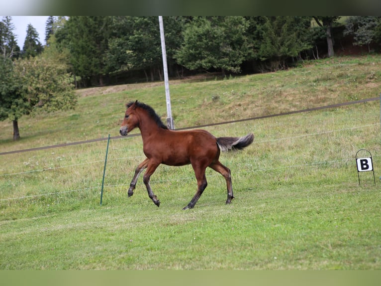 Connemara Étalon 1 Année 145 cm Bai in Dachsberg