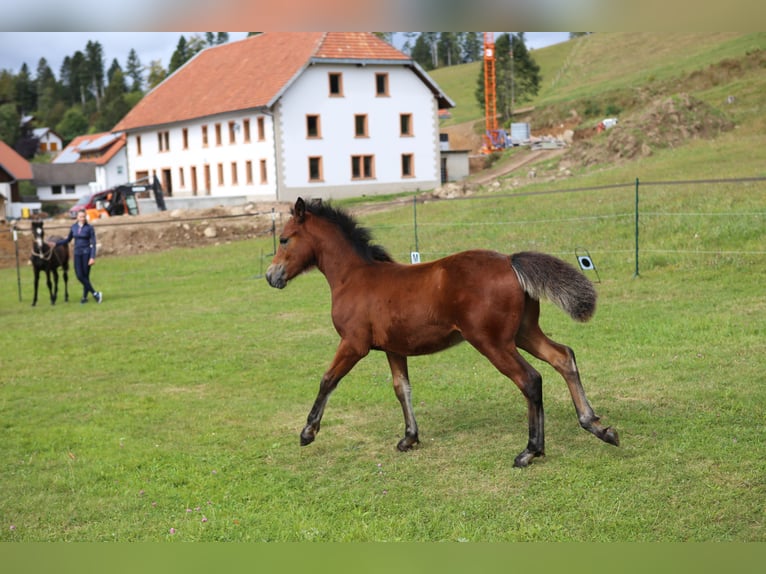 Connemara Étalon 1 Année 145 cm Bai in Dachsberg