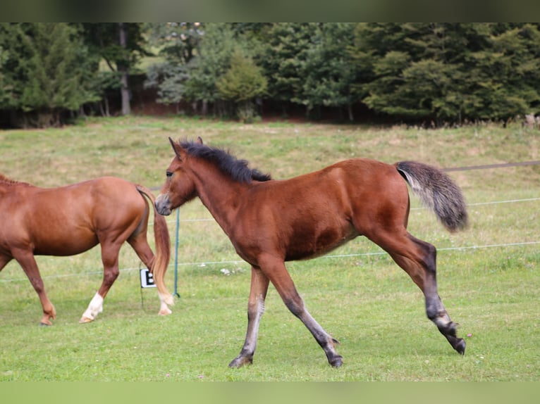 Connemara Étalon 1 Année 145 cm Bai in Dachsberg