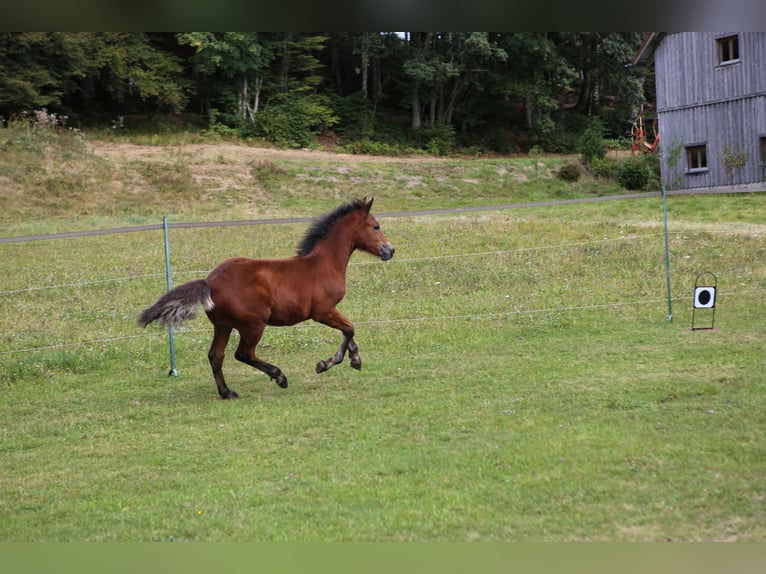 Connemara Étalon 1 Année 145 cm Bai in Dachsberg