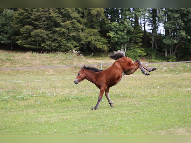 Connemara Étalon 1 Année 145 cm Bai in Dachsberg