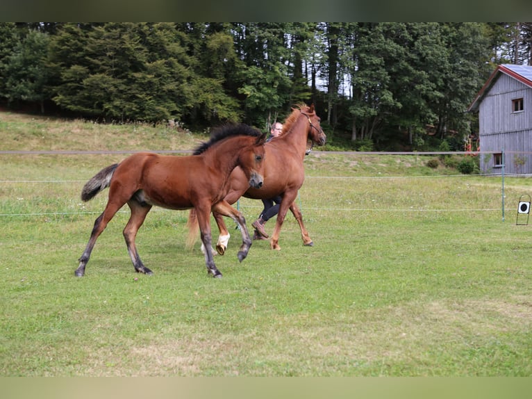 Connemara Étalon 1 Année 145 cm Bai in Dachsberg