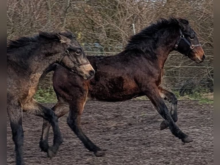 Connemara Étalon 1 Année 148 cm Bai brun in Emkendorf
