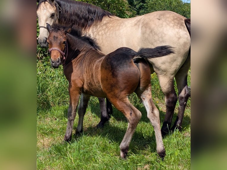 Connemara Étalon 1 Année 148 cm Bai brun in Emkendorf
