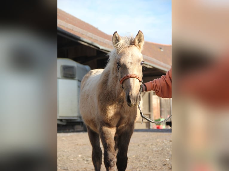 Connemara Croisé Étalon 1 Année 148 cm Palomino in Mudau