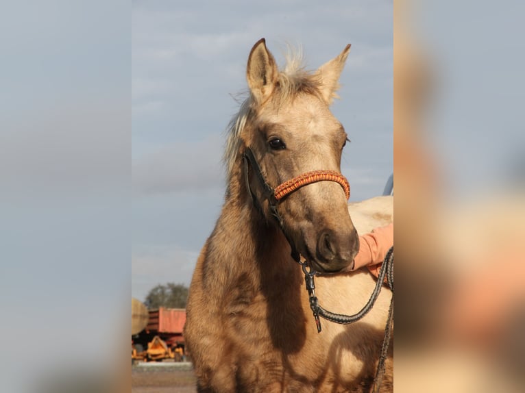 Connemara Croisé Étalon 1 Année 148 cm Palomino in Mudau