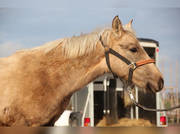 Connemara Croisé Étalon 1 Année 148 cm Palomino in Mudau