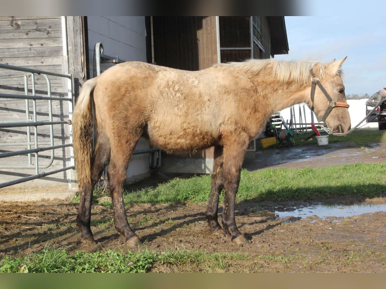 Connemara Croisé Étalon 1 Année 148 cm Palomino in Mudau