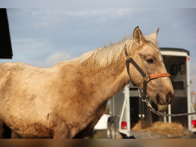 Connemara Croisé Étalon 1 Année 148 cm Palomino in Mudau