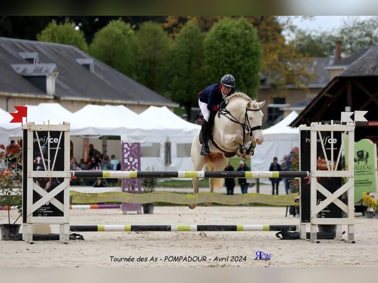 Connemara Croisé Étalon 1 Année 149 cm Isabelle in Fay de Bretagne