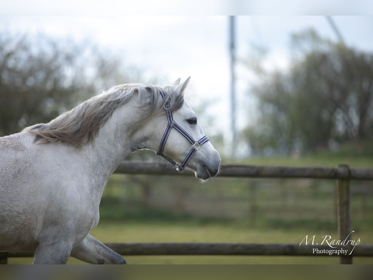 Connemara Étalon 2 Ans 146 cm Peut devenir gris in Fjenneslev