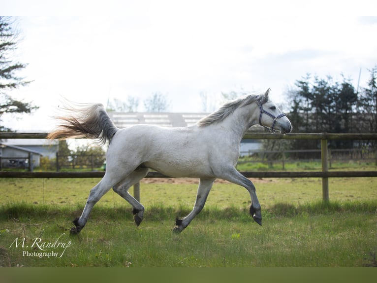 Connemara Étalon 2 Ans 146 cm Peut devenir gris in Fjenneslev