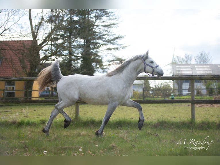 Connemara Étalon 2 Ans 146 cm Peut devenir gris in Fjenneslev