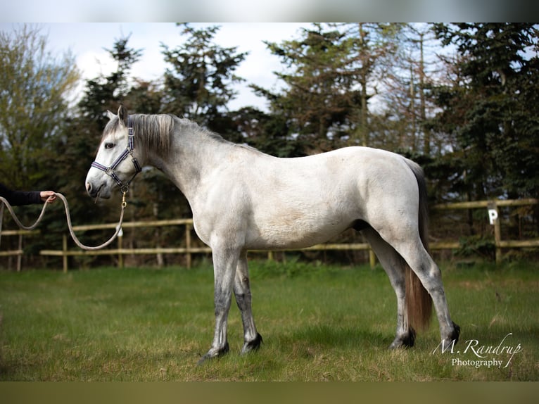 Connemara Étalon 2 Ans 146 cm Peut devenir gris in Fjenneslev