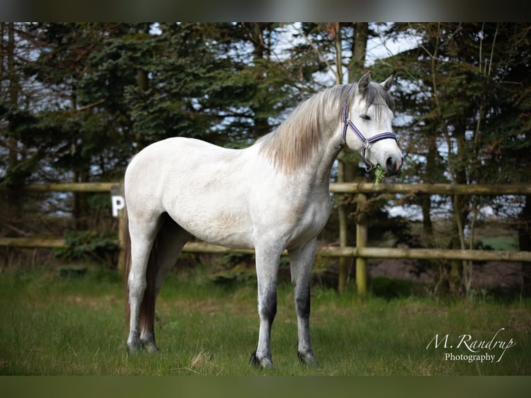 Connemara Étalon 2 Ans 146 cm Peut devenir gris in Fjenneslev